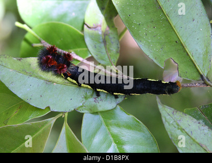 Un Agrion Moth Caterpillar, Borocera ou d'espèces apparentées, Lasiocampidae. Parc national de Ranomafana, Madagascar, Afrique. Banque D'Images