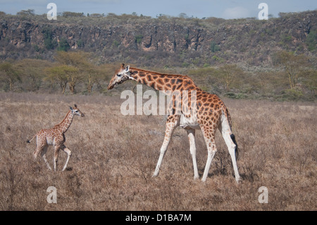 Rothschild's baby giraffe walking à mère Banque D'Images