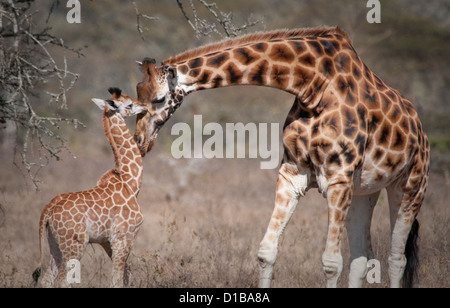 Rothschild Girafe et son bébé nuzzling Banque D'Images