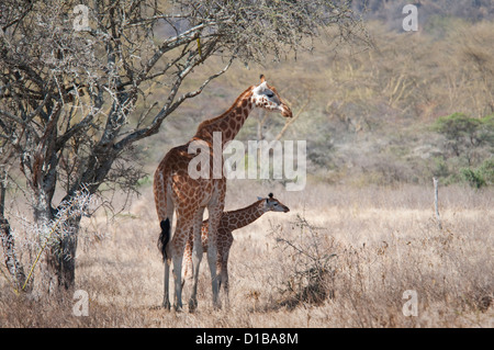 Rothschild Girafe et son bébé Banque D'Images