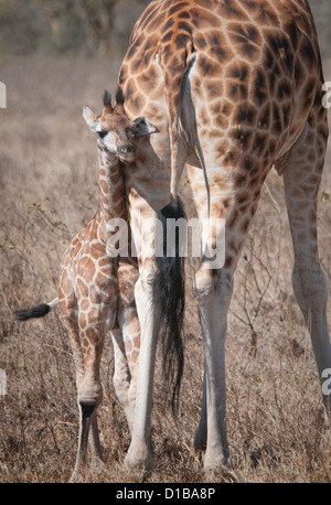 Rothschild Girafe et son bébé Banque D'Images