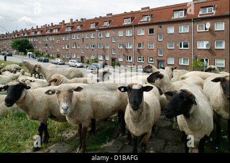 Hambourg, Allemagne, de moutons sur la digue à la douane passer vers le bas domaine Banque D'Images