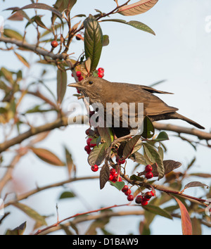 Femme, Turdus merula BLACKBIRD PERCHÉ SUR COTONEASTER de baies. L'hiver. UK Banque D'Images