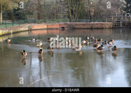 Canards debout sur lac glacé à Solihull's Brueton Park pendant l'hiver froid météo à frost Banque D'Images