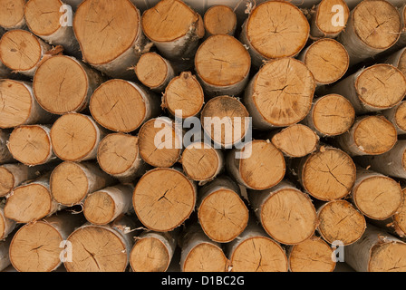 Bois de bouleau logs stacked up Ready pour une cheminée. Banque D'Images