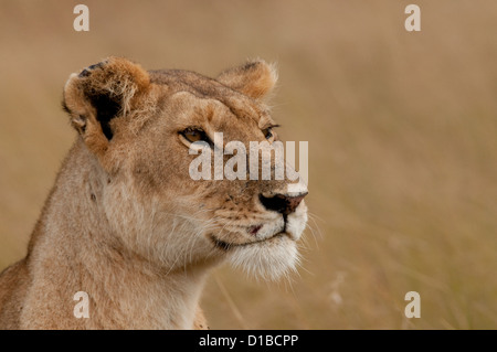 Lionne-head shot Banque D'Images