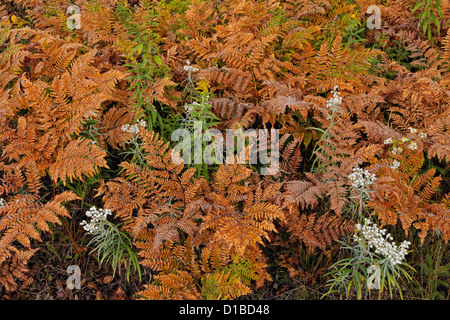 Fougères fougères et fleurs sauvages dans le sous-bois d'un boisé de bouleaux, Grand Sudbury, Ontario, Canada Banque D'Images