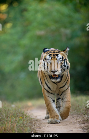 Tigre mâle dominant appelé Munna, avec les coups sur son front comme les lettres 'CAT', marcher de front dans Miami Beach. Banque D'Images