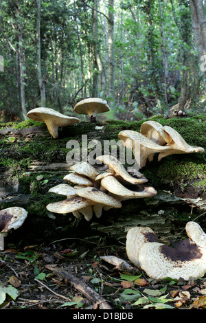 Plus tard, le soleil l'après-midi les captures les champignons sur un tronc d'arbre tombé dans les bois près de Brighton and Hove, East Sussex. Banque D'Images