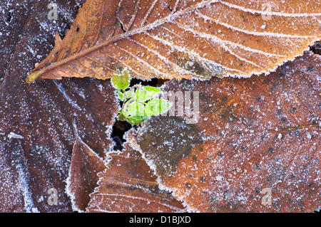 Bourgeons de briser le sol gelé et l'automne les feuilles mortes sur le marbre Banque D'Images