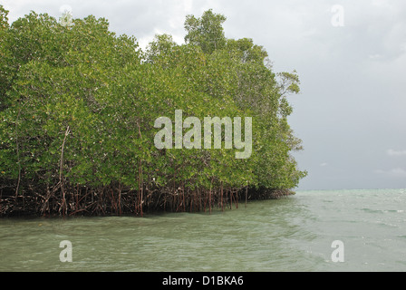 Les mangroves de l'Ouest dans le Parc National de Bali, Indonésie. Banque D'Images