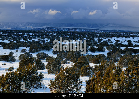 Une mince couche de neige dans le Cibola National Forest, près de Mountainair, New Mexico, USA Banque D'Images