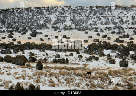 Une mince couche de neige dans le Cibola National Forest, de pâturage avec des chevaux, près de Mountainair, New Mexico, USA Banque D'Images