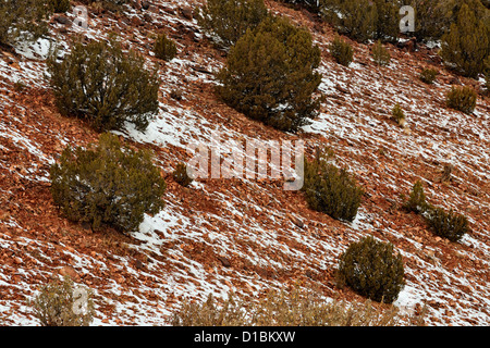 Une mince couche de neige dans le Cibola National Forest, près de Mountainair, New Mexico, USA Banque D'Images
