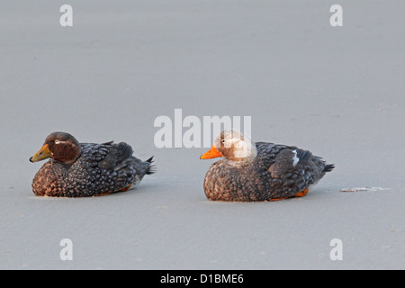 Une paire de canards vapeur aptère Falkland Island assis sur une plage Banque D'Images