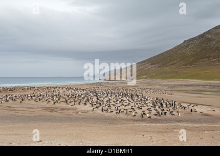 Vue d'une colonie de pingouins Gentoo au cou Saunders Island Banque D'Images