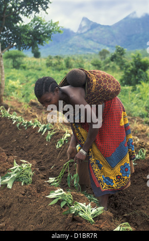 La Tanzanie. plantation de patates douces Banque D'Images