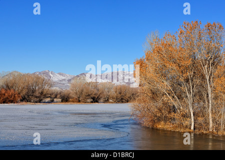 Étang recouvert de glace avec matin givre, NWR Bosque del Apache, New Mexico, USA Banque D'Images