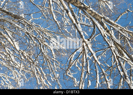 Branches avec neige après une tempête hivernale Banque D'Images
