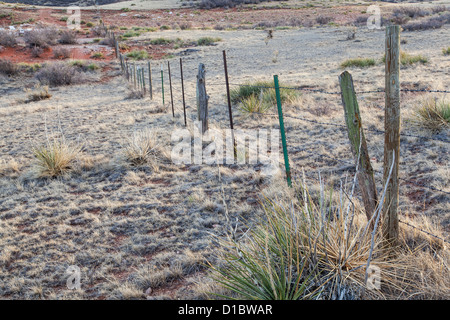 Le bétail barbelés en semi désert ranch dans le nord du Colorado près de la frontière du Wyoming Banque D'Images