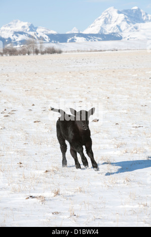 Un veau Black Angus court à travers un champ neigeux, Montagnes Rocheuses en arrière-plan. Banque D'Images