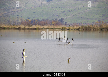 La migration des grues gris sur la réserve du lac Hula, Israël au printemps sur le chemin du retour vers l'Europe Banque D'Images