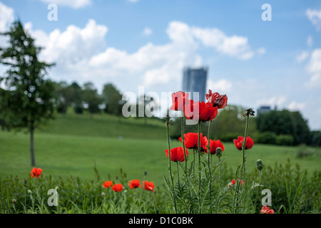 Coquelicots rouges dans la Rheinaue, un parc de loisirs en face de la tour 'Post', la siège de Deutsche Post DHL à Bonn, Allemagne Banque D'Images