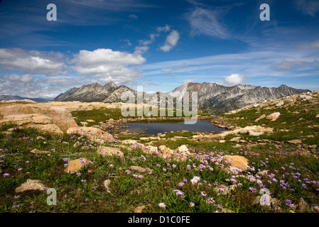 Fleurs sauvages à proximité d'une petite tarn le long sentier du col Horton en région sauvage du Cap de l'Aigle Wallowa-Whitman National Forest. Banque D'Images