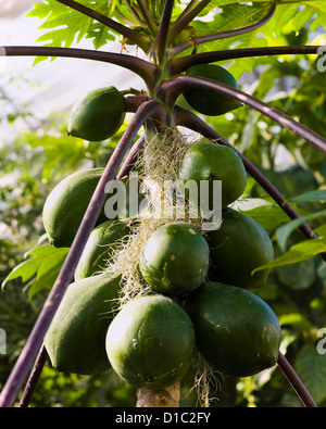 La papaye verte fruits on tree Banque D'Images