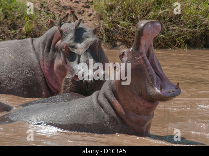 Les hippopotames de river-un avec la bouche grande ouverte Banque D'Images