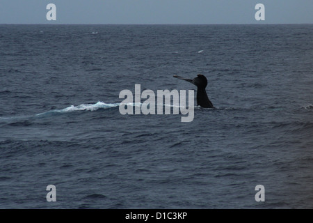 Tail slapping baleine à bosse au large des côtes de Honolulu, Oahu, Hawaii Banque D'Images