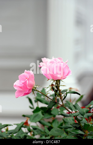 Rose en fleur. Banque D'Images