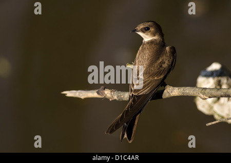 Northern Rough-winged Swallow perché Oregon, É. Banque D'Images