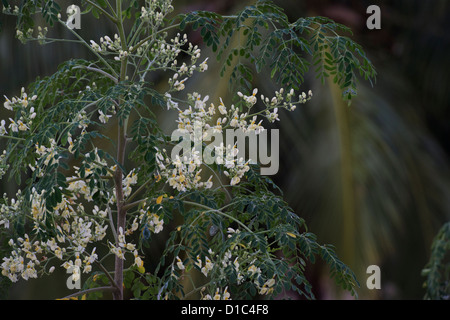 Moringa oleifera, Drumstick Tree la floraison. L'Inde Banque D'Images