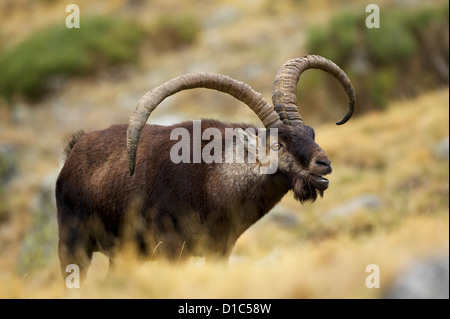 Un grand espagnol Ibex (Capra pyrenaica), mâle, contrôle de la volonté d'une femme à proximité pour s'accoupler. Banque D'Images