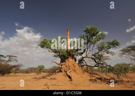 Des nids de termites, tribu Karo, terres de la vallée de la rivière Omo, en Ethiopie, l'Afrique Banque D'Images