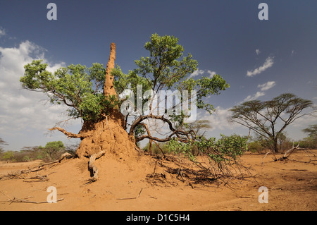 Des nids de termites, tribu Karo, terres de la vallée de la rivière Omo, en Ethiopie, l'Afrique Banque D'Images