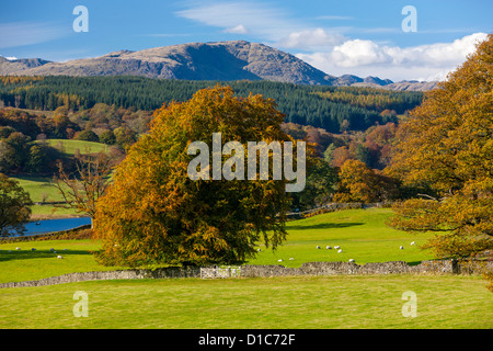 Paysage d'automne sur l'Esthwaite Water rive dans le Parc National du Lake District. Banque D'Images