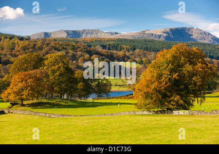 Paysage d'automne sur l'Esthwaite Water rive dans le Parc National du Lake District. Banque D'Images