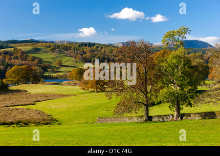 Paysage d'automne sur l'Esthwaite Water rive dans le Parc National du Lake District. Banque D'Images