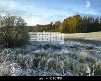 Paysage rural avec de l'herbe verte couverte de gel matinal blanc et forêt lointaine sous le ciel bleu. Banque D'Images