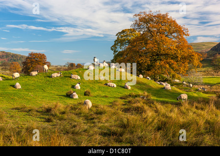 Des moutons paissant dans le Parc National de Lake District. Banque D'Images