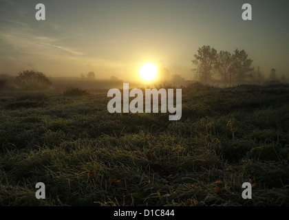 Soleil brillant se levant sur une prairie brumeuse avec du gel et des silhouettes d'arbres lointains. Banque D'Images