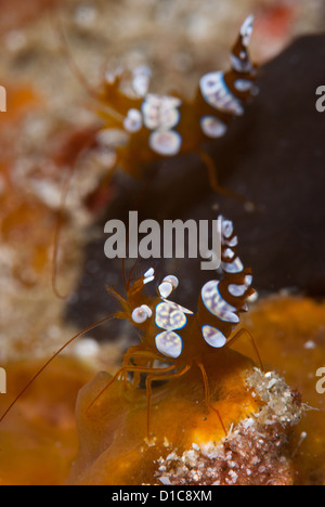 Une paire ou un couple de crevettes anémone très près, au cours d'une plongée à Komodo. Critters macro shot Banque D'Images