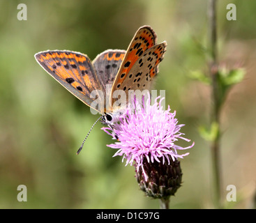 Image d'une Macro papillon cuivre fuligineux (Lycaena tityrus) Banque D'Images