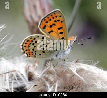 Image d'une Macro papillon cuivre fuligineux (Lycaena tityrus) Banque D'Images