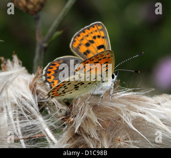 Image d'une Macro papillon cuivre fuligineux (Lycaena tityrus) Banque D'Images