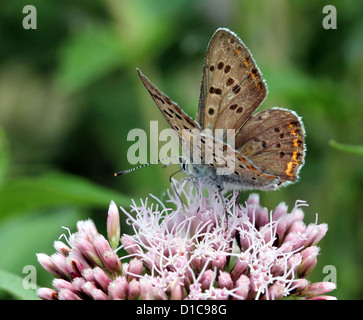 Image d'une Macro papillon cuivre fuligineux (Lycaena tityrus), un homme. Banque D'Images