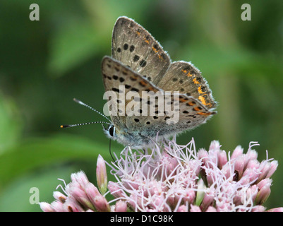 Image d'une Macro papillon cuivre fuligineux (Lycaena tityrus), un homme. Banque D'Images