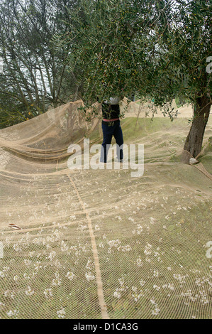 La récolte des olives. Entourant d'Orvieto. Terni, Ombrie, Italie Banque D'Images